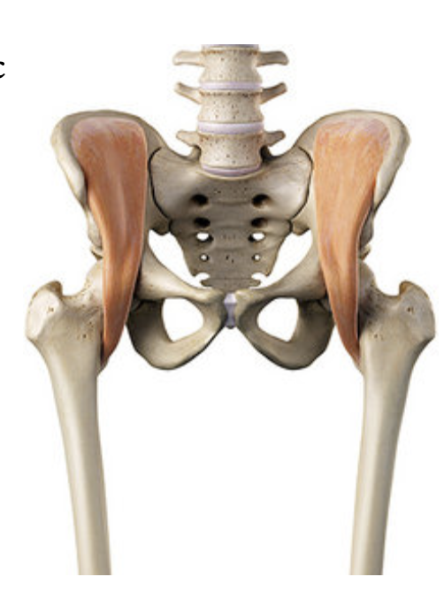 performbetterau's tweet photo. Don't Forget the Iliacus
@stopchasingpain
The psoas major does contribute to hip flexion, but is not the primary hip flexor. The iliacus is more active than psoas major during hip flexion.
https://t.co/exuMjFuzuu
#psoas #iliacus #stopchasingpain #performbetteraustralia https://t.co/KrWOkKfE0m