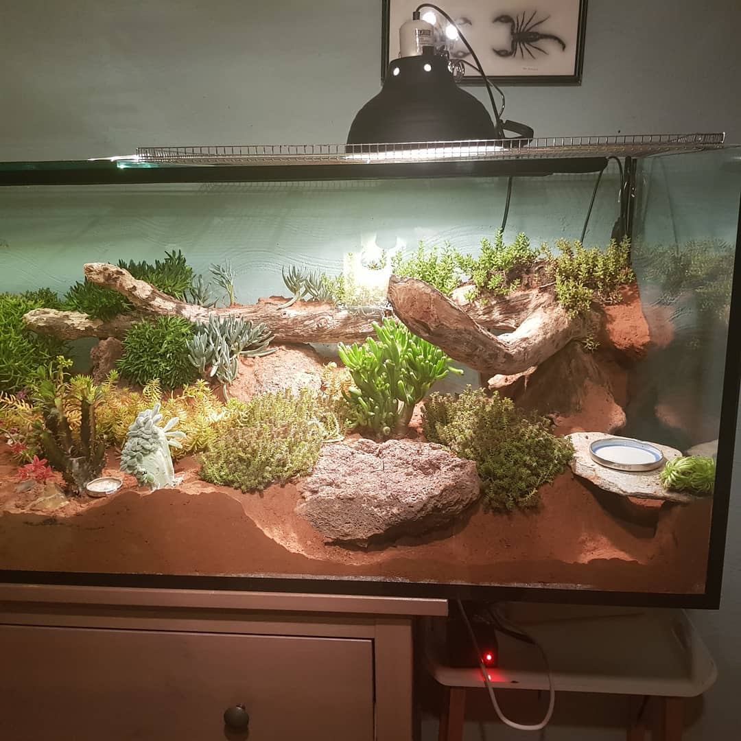 Omkostningsprocent til stede Kilauea Mountain Zoo Med Laboratories on Twitter: "#Bioactive leopard gecko setup built with  #ExcavatorClay by theleopardgeckodrogon! https://t.co/yv4O2cUiyu" / Twitter
