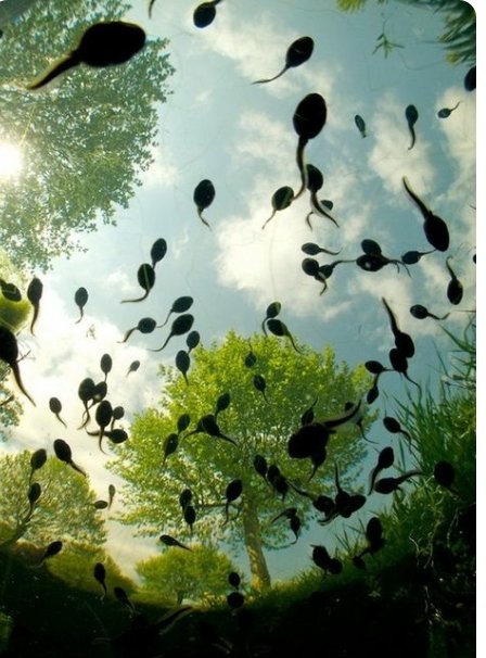 Anvave's tweet image. Ik kan niet wachten tot de kikkervisjes er weer zijn. Vind ze zo schattig en byzonder.