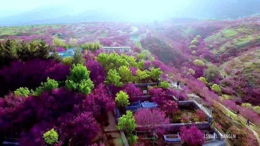 arifrahmanii's tweet photo. کشوری به این زیبائی!
تپه گلغندی- موج گل ارغوان- شمال کابل. https://t.co/ZTfGR929iq