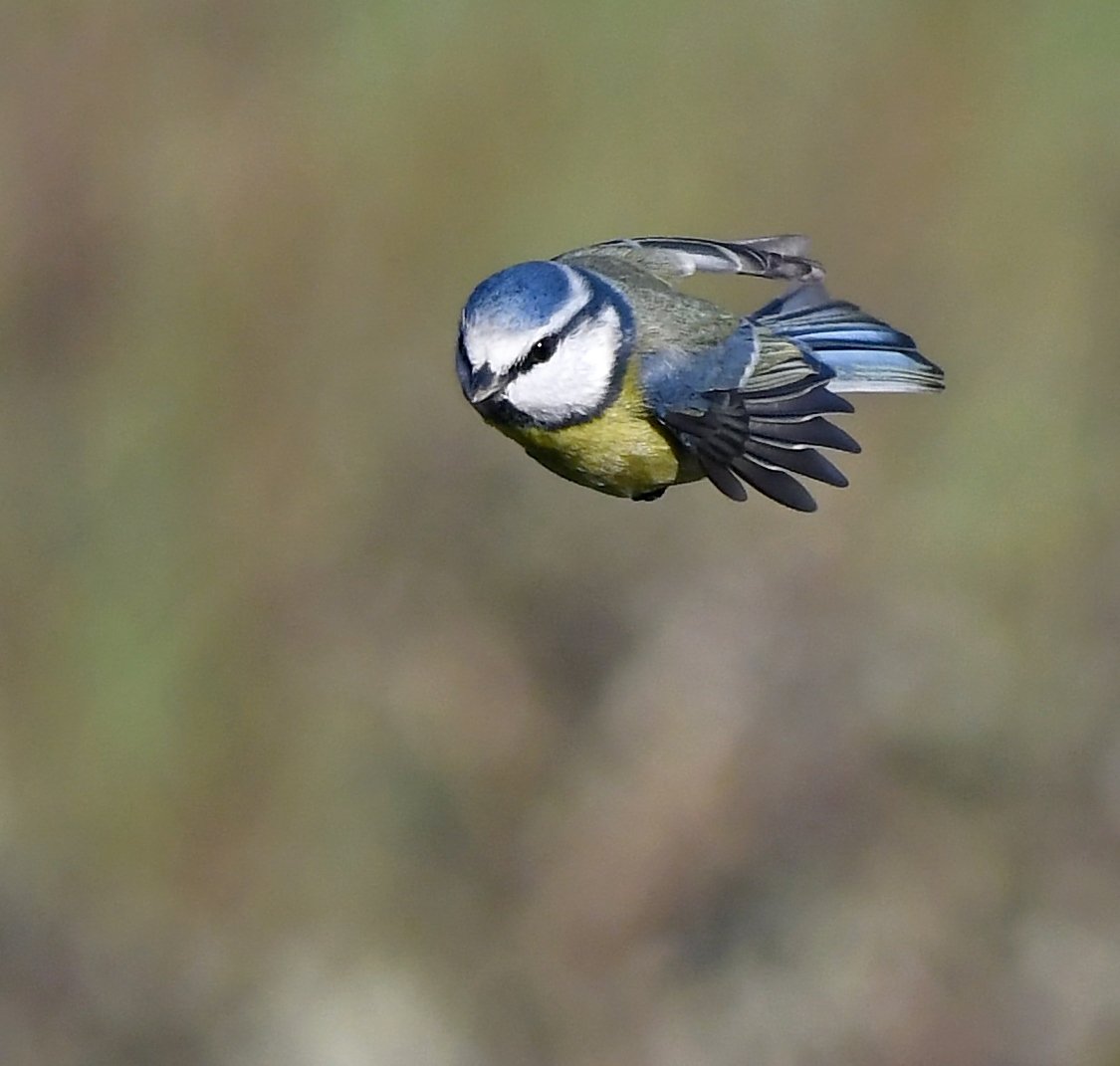 CarlBovisNature tweet picture