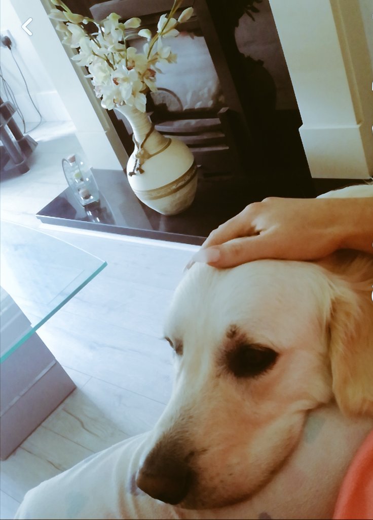lkennedy665's tweet photo. My best pal . Always by my side 🙏🙏🐕 @GoldenRetriever @F5Everyday #louie https://t.co/zJHgTv3PgL