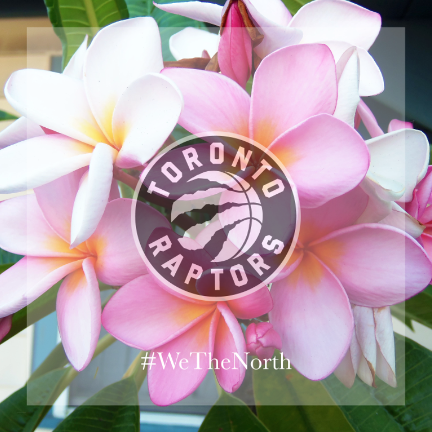 On today's forecast we see that it's cloudy with a 40% chance of rain throughout the day and a chance of a win by the Toronto Raptors!
Let's go boys! #WeTheNorth
How you you celebrate your wins? We celebrate with blooms. 😉
flowerscanada.com