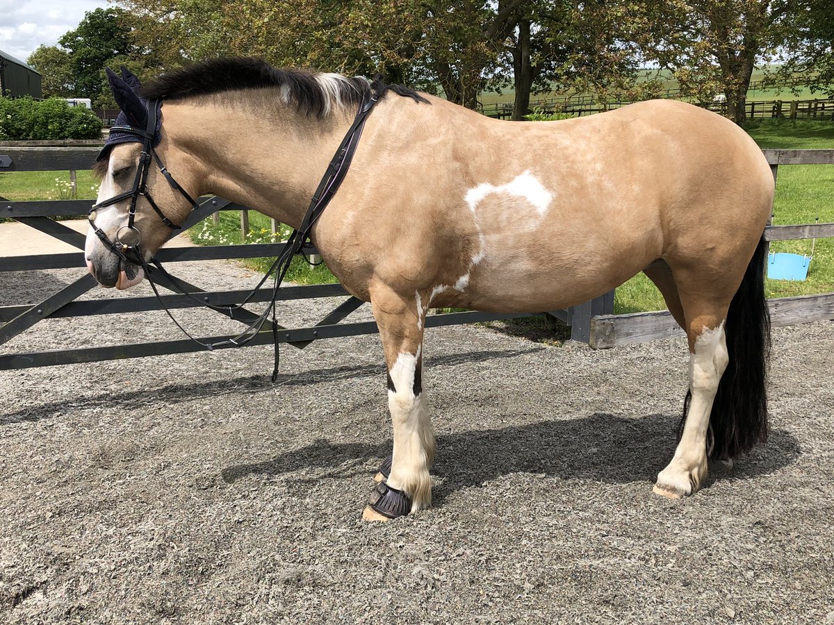 yellowcobDR's tweet image. Sleepy yellow pony after yesterday’s ride #goodworkout #buckskincob