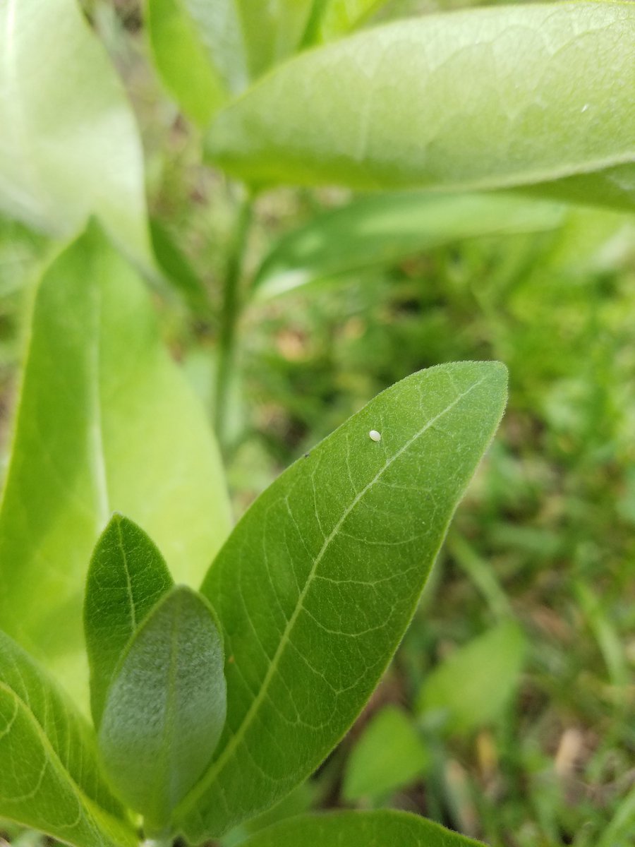 Just found 16 #monarchbutterfly eggs on Asclepias syriaca (common #milkweed) in my #nativeplantgarden in Lansing, Michigan! They are the first I've seen this year. #savethemonarchs #monarchs #monarchbutterflies #hostplants #plantnative #nativeplants