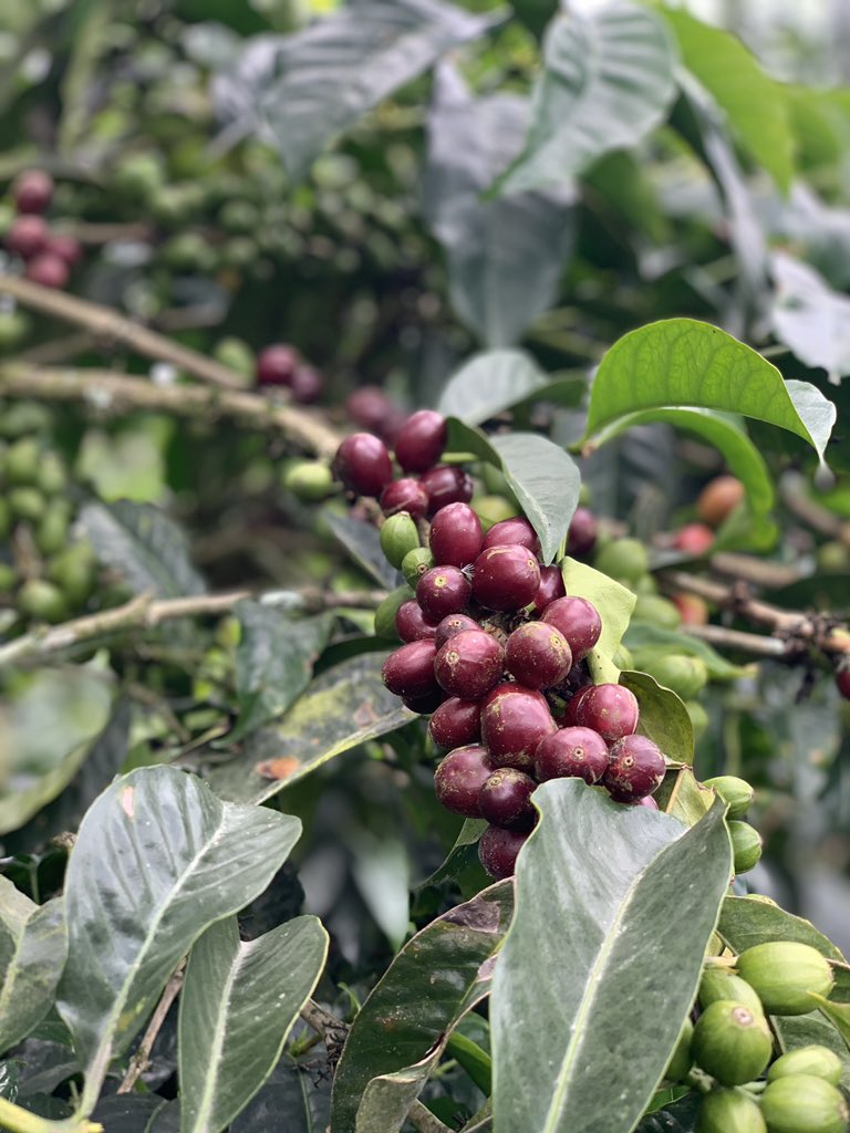 hardencoffee's tweet photo. https://t.co/y2tRqJjTUh