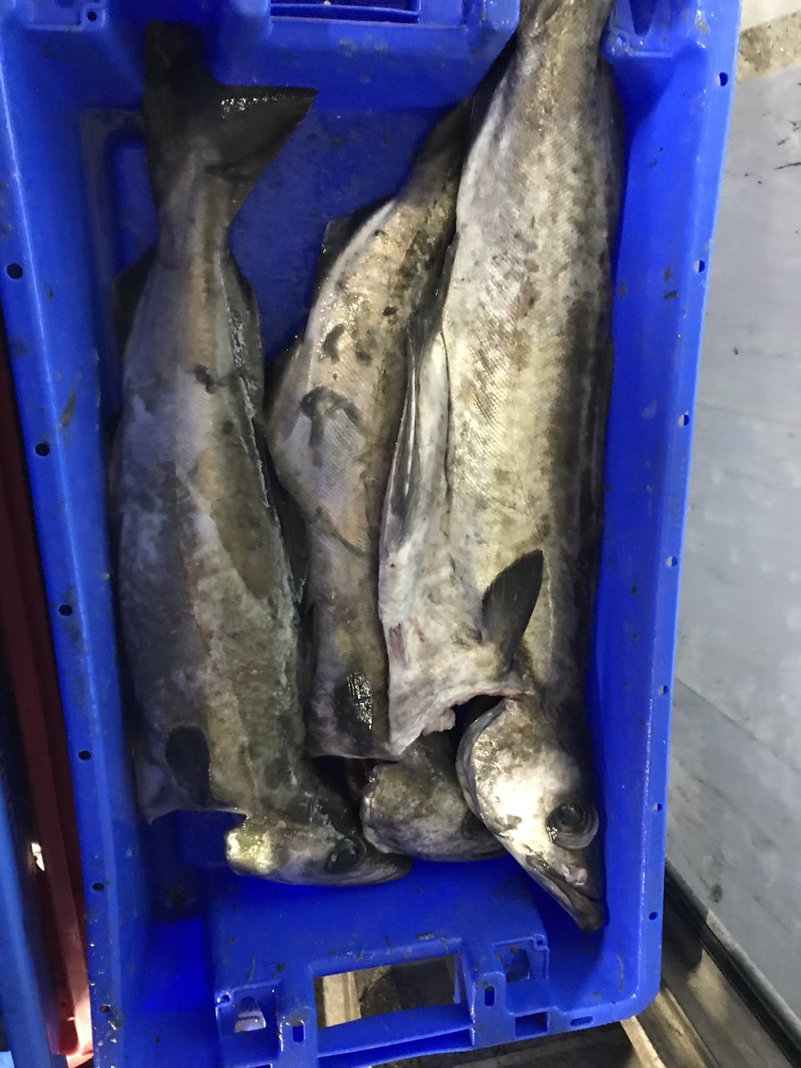 Landed some fine #linecaught #Pollack on #Looe for Tuesday auction. Good to see a few large ones there. 
<a href="/PengellysFish/">Pengellys</a> <a href="/FishforThought1/">Fish for Thought</a> 
#lovelooe #ukseafood #eatmorefish #halcyon