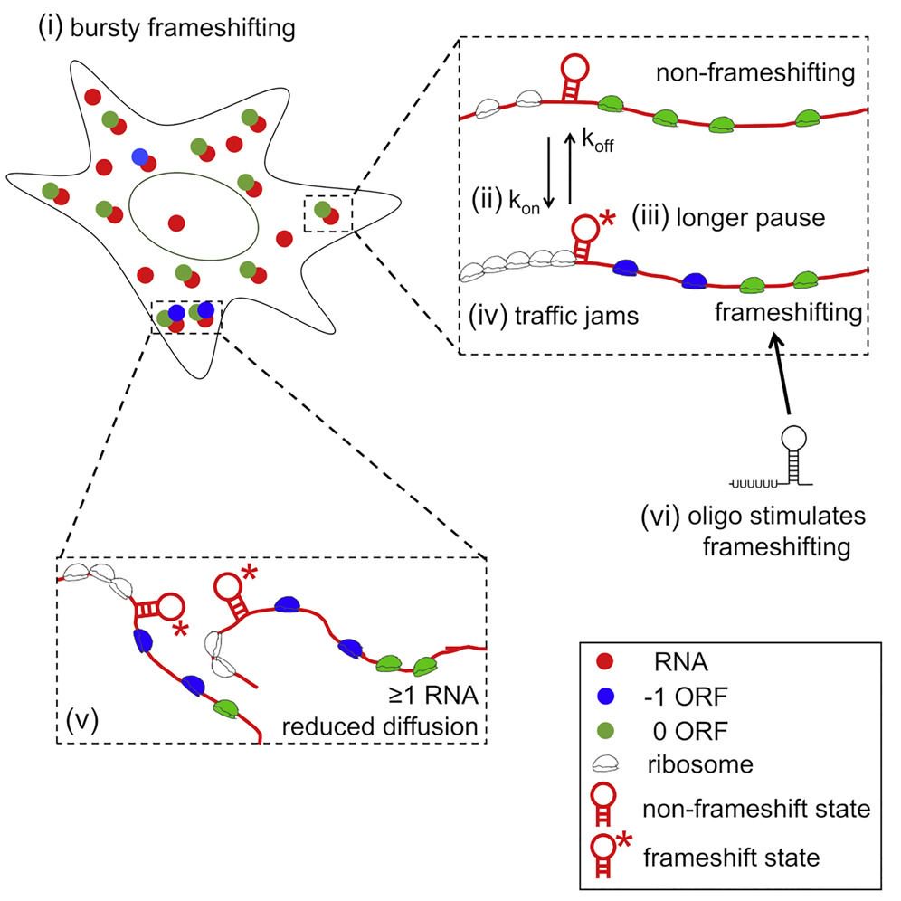 mmw_lmw's tweet photo. #LiveCell #SingleRNA_Imaging | A multi-frame tag can monitor single-RNA translation events | Timothy Stasevich @ColoradoStateU @MolecularCell https://t.co/QKQ1zYnbjr https://t.co/jcAXHG1EWG