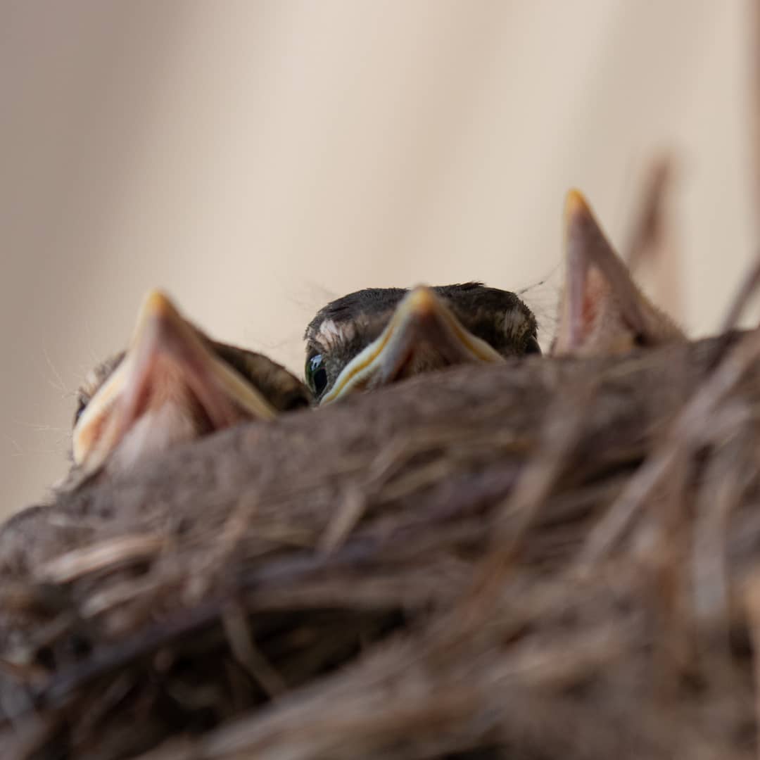 Sneaking a peak into a nest that a pair of #Robins built on my patio lights. They don't seem bothered much by my activity in the yard. Photographed from a distance using a telephoto lens and cropped in a bit. #Bird #Birds #birding #birdphotography
instagram.com/p/Byiu06iBoVZ/…
