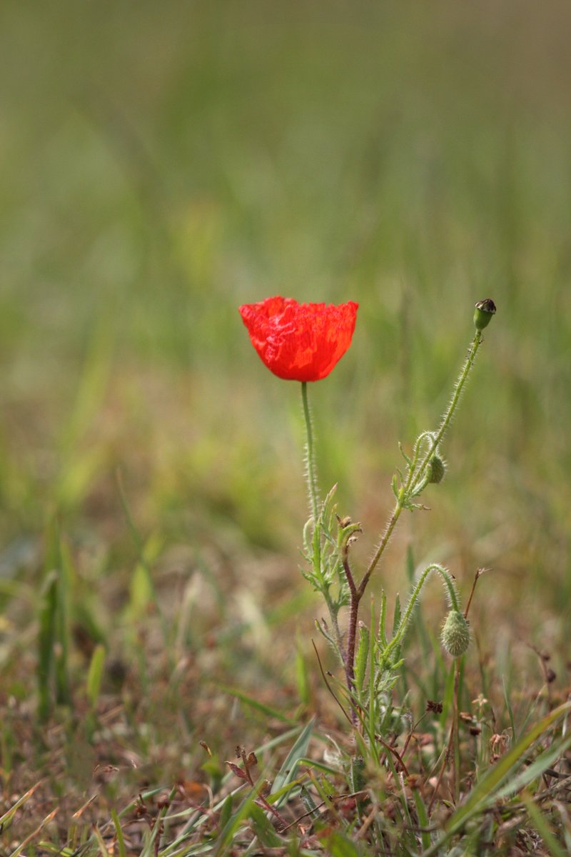 A few pics from a walk around the Jubilee River yesterday.