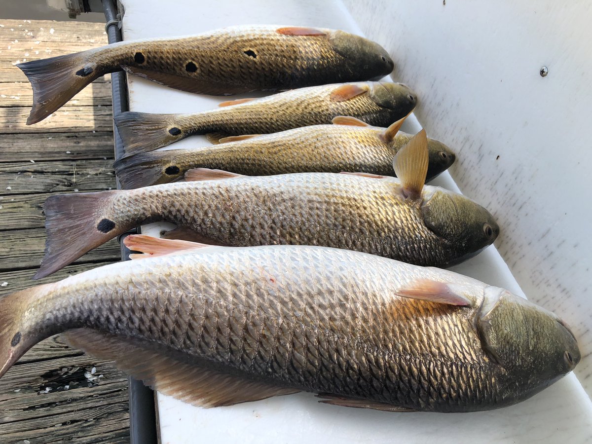 SweetwaterMari1's tweet photo. Mr. Mark caught his limit of Redfish today in Spanish Lake. He had a short hit-and-run trip this week. We will be looking forward to seeing him again in a couple weeks from ATL.  So if your planing to go Redfishing the Grand Lake, Little Lake area is for you . 😉👍 https://t.co/KKVsMPDbm6