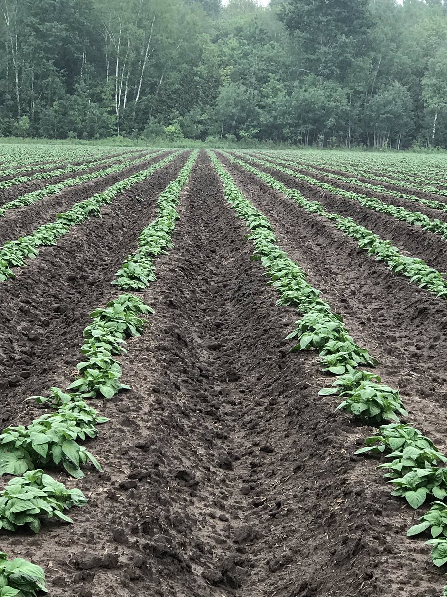 There’s something about wet soil & new potato plants. 🥔👍 #Grow19