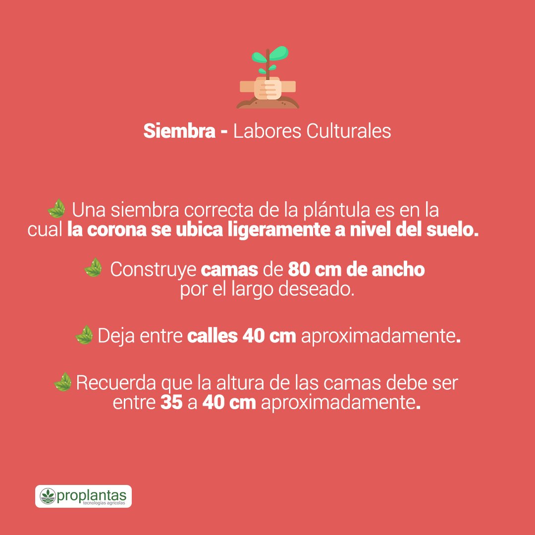 Proplantas tweet media