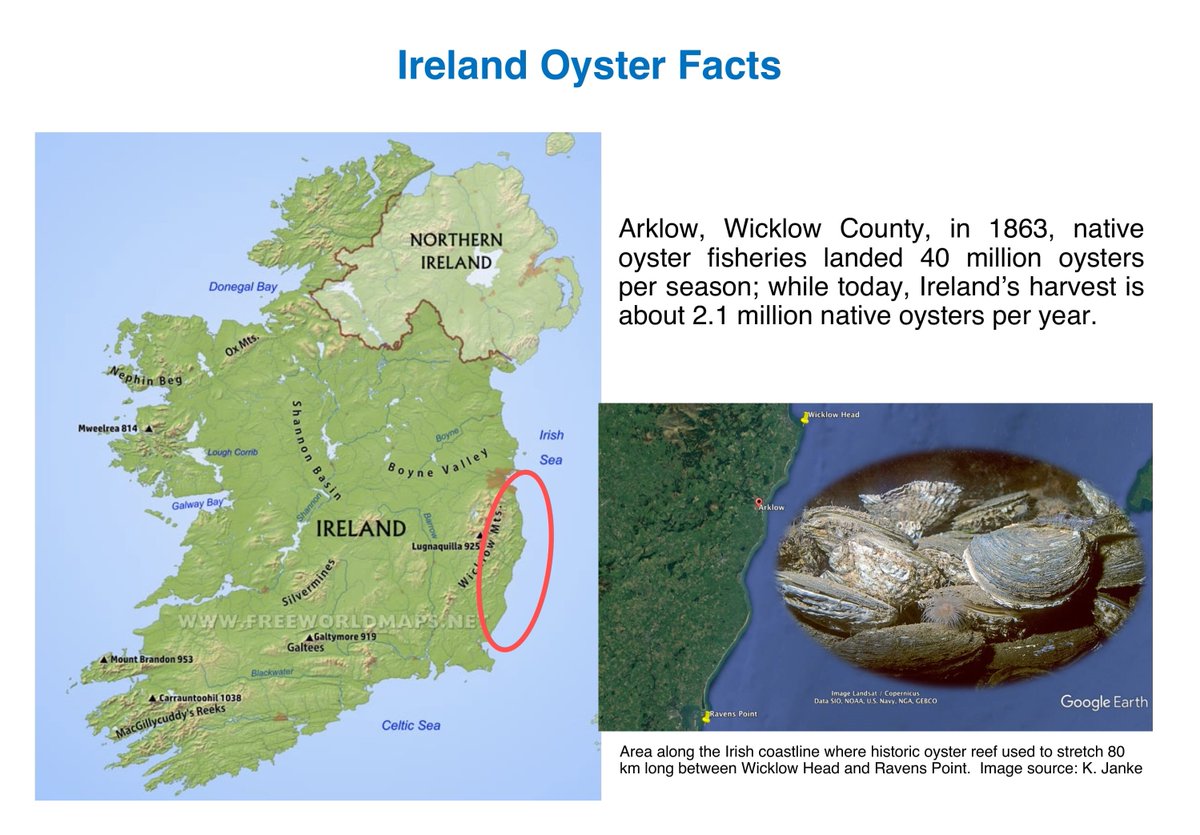 Native Oyster Reef Restoration Ireland tweet media
