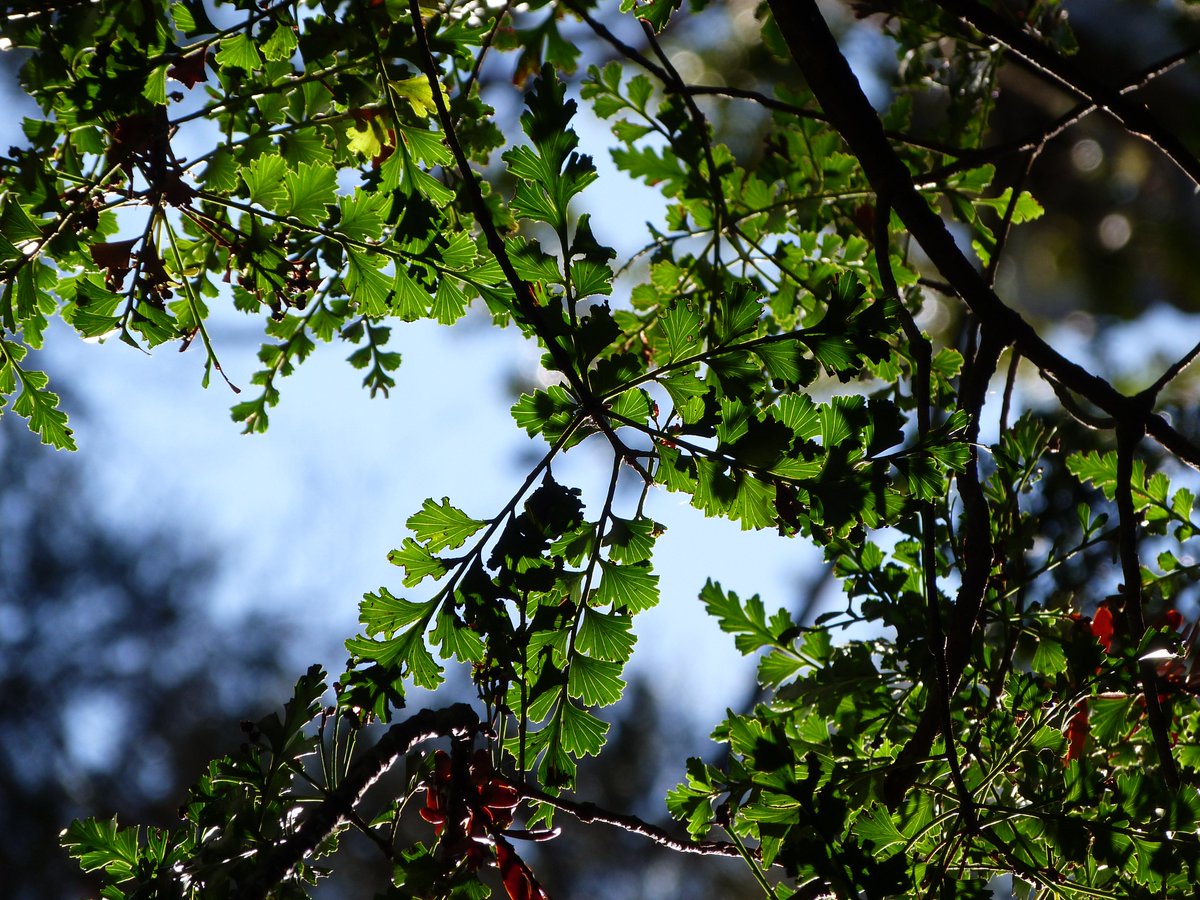 meaningoftrees's tweet image. Celery pine possesses one of the strongest native timbers. Pākehā used Celery pine in houses, decks, bridges, and railways. Māori found a myriad of uses for the plant, crafting it into waka, masts, paddles, bowls, clubs, spears and walking sticks.