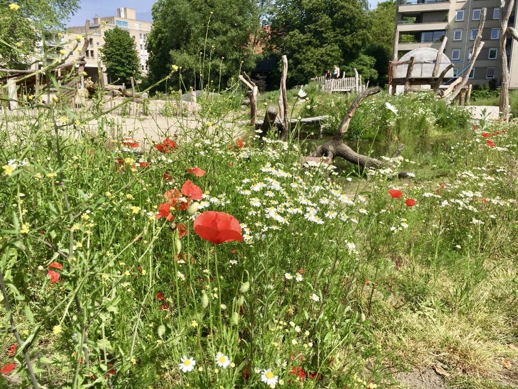 NatuurhusAlmelo's tweet photo. Het is heerlijk vertoeven in het Doepark, vooral nu de wilde bloemen volop bloeien. En de vrijwilligers zijn weer hard aan het werk. #doepark #awtd https://t.co/TNYAufUgOs
