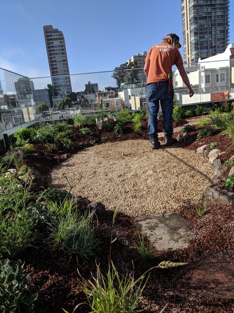 mariposagardens's tweet photo. Dan, Mariposa Co-op new co-owner, spreads seeds as a finishing touch to our latest garden installation, a meadow rooftop in San Francisco. #HabitatGarden #garden #ecology #gardensbythebay #gardensofinstagram #landscapedesign #landscaping #butterfly #sanfrancisco #SFview https://t.co/SvtfKWY5fR