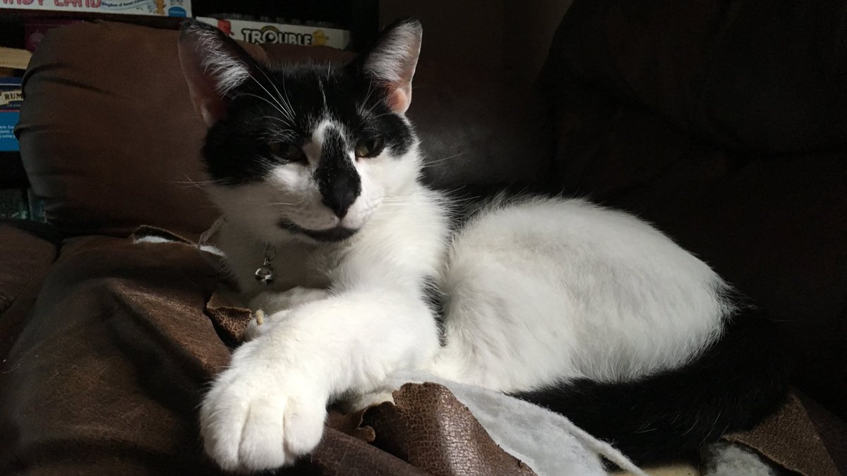 RoscoWasAdopted's tweet photo. Had to go back to the VET today for follow up blood tests. My liver enzymes are back to normal and I gained a pound. Things are looking good!! #CatsofTwitter https://t.co/EClC9uVXoq