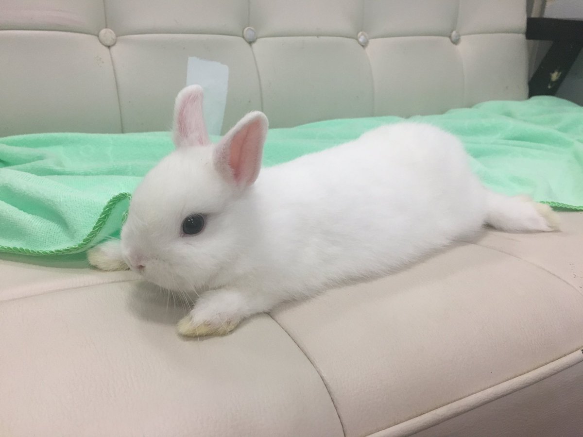 うさぎカフェ うさぎ専門店 White Rabbit 今日のbewちゃん ゴロンしました ゴロンしても決め決め カッコつけなの 可愛いけどね ご家族決定済み ホワラビ うさぎカフェ うさぎ専門店 White Rabbit 今日のbewちゃん ゴロンしました ゴロンしても決め決め カッコつけなの 可愛いけどね ご家族決定済み ホワラビ
