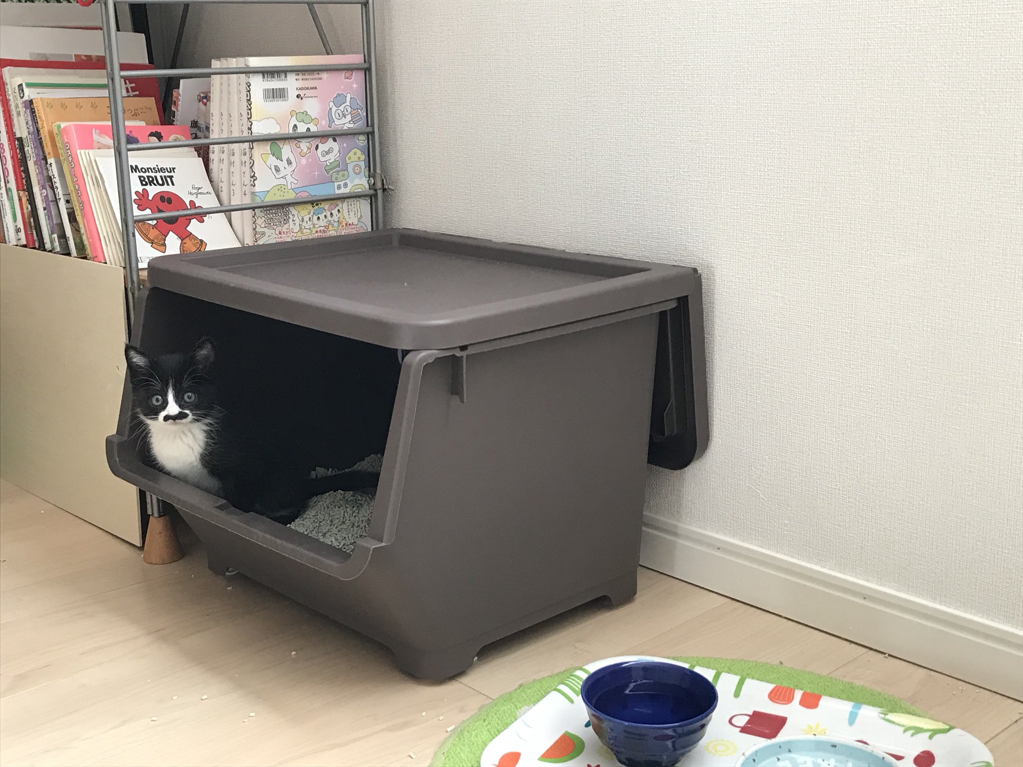 猫のフレディ フレディのトイレですが カインズのキャリコを買ってみました なかなか良さげです T Co Oit3puazw9 Twitter