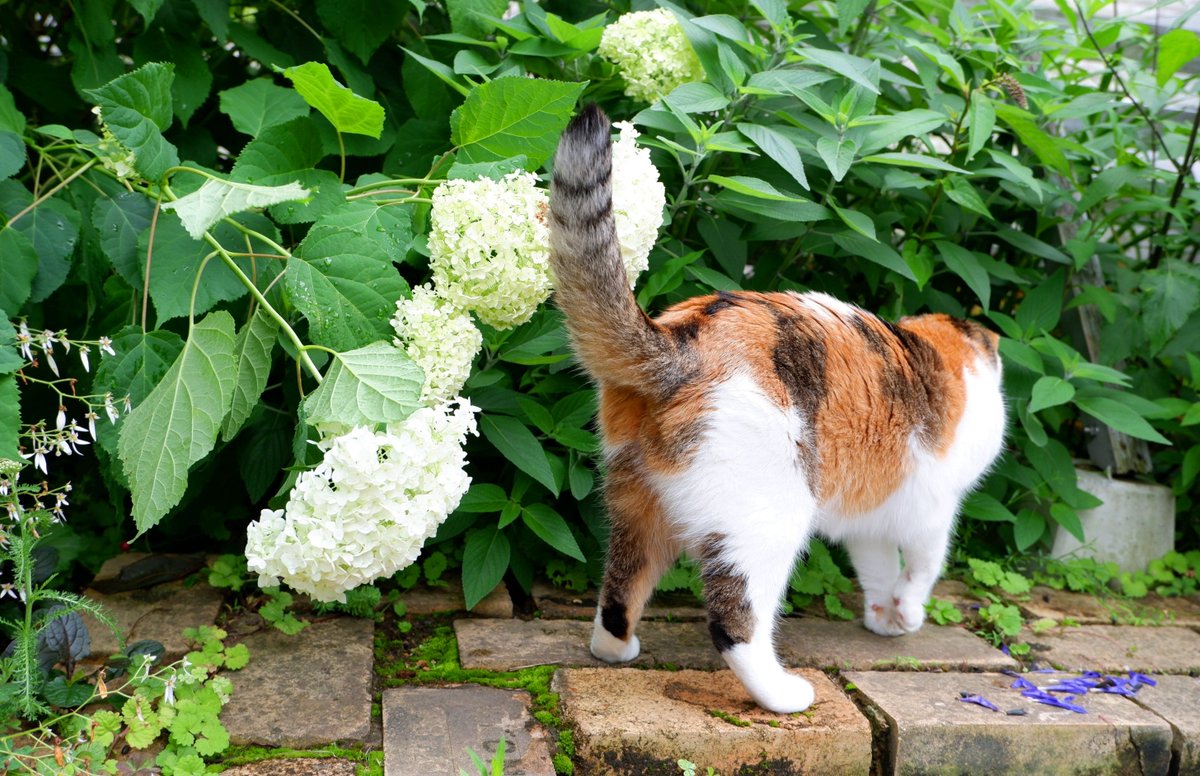 ペコ 庭の紫陽花が見頃です 1枚目はごく普通の日本紫陽花 2枚目 3枚目は西洋紫陽花アナベルのピンクと白 白いアナベルは地面につきそうになっているから 少し切った方が良さそうですね 猫好きさんと繋がりたい 猫 Cat 猫部 三毛猫