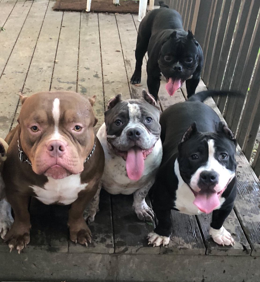 queencitybullys's tweet photo. Nobody move until I say so 😂😂 na foreal doe ❌🧢 #QueenCityBullys #americanbully #picoftheday #bullly #bullybreed #pocketbully #twitpic #microbully #standardbully #dog 🐾 https://t.co/kDG7AFcyMu