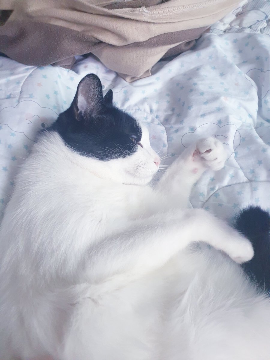 뚜냥이는 겨드랑이 긁어주는걸 좋아해서 긁어주면 자기가 알아서 손을 들고 그것을 만끽한다