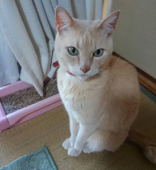kagishippo2015's tweet photo. 猫を探しています。

失踪場所／高槻市氷室町
 情報提供よろしくお願い致します。

●雑種／オス／14歳／ピンクの首輪
●名前／チャー
●うす茶色しっぽが巻きしっぽ
●失踪日／2019年5月22日

どんな些細な情報でもお寄せ下さい。
よろしくお願いします。

#脱走
#拡散RT希望 https://t.co/0lvb5K1ccN