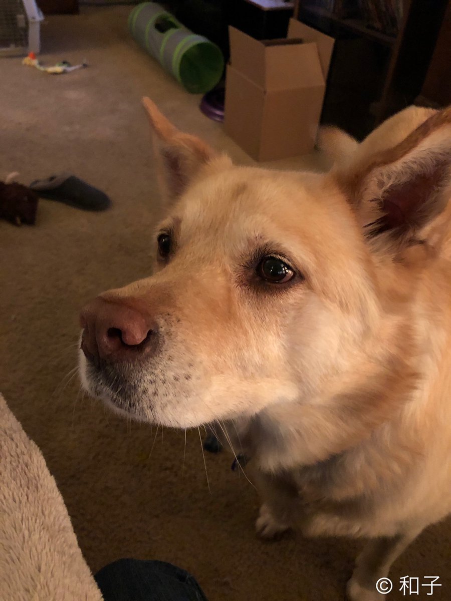 iheart30stm's tweet photo. #myviewrightnow She's hoping for a bite of my dinner. #missy #seafoodmix ❤️🌸 https://t.co/X62wnFeq08