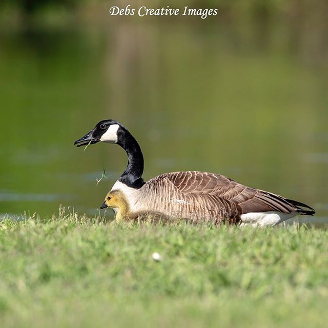 Canada Goose and Gosling! #goose #goosephotography #gosling #goslingsofinstagram #geeseofinstagram #pond #water #waterfowl #animals #animallovers #animalsofinstagram #bird #birdlovers #nature #naturesbest #naturephotography #naturelovers #natgeo #natgeow… bit.ly/2XBd15G