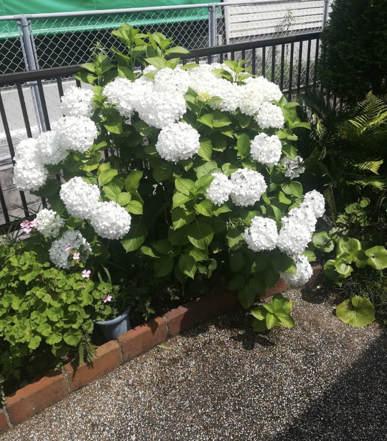 白い紫陽花 白い紫陽花