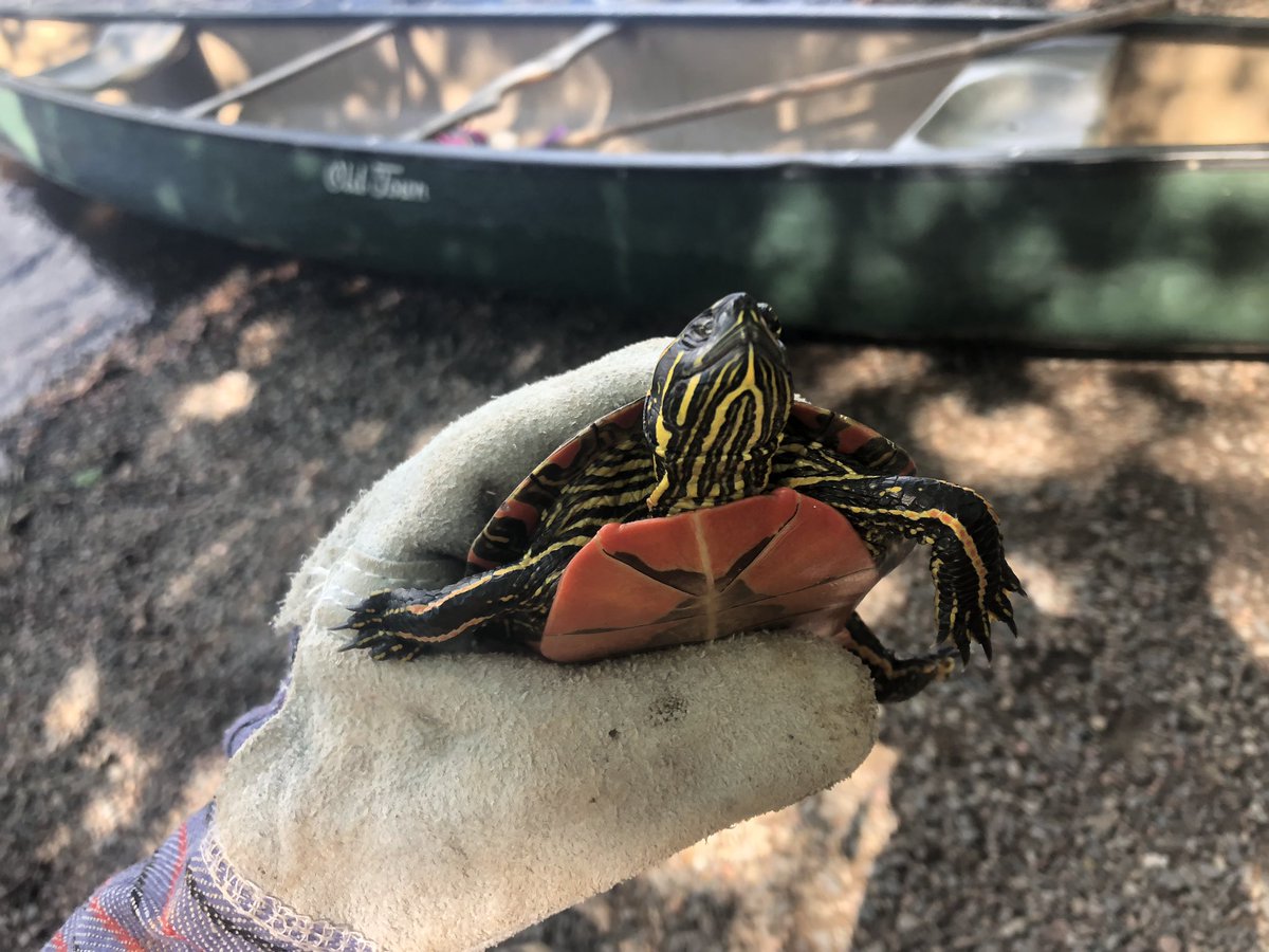 hi sorry im dead on here but we caught turtles today and look how cute !!!