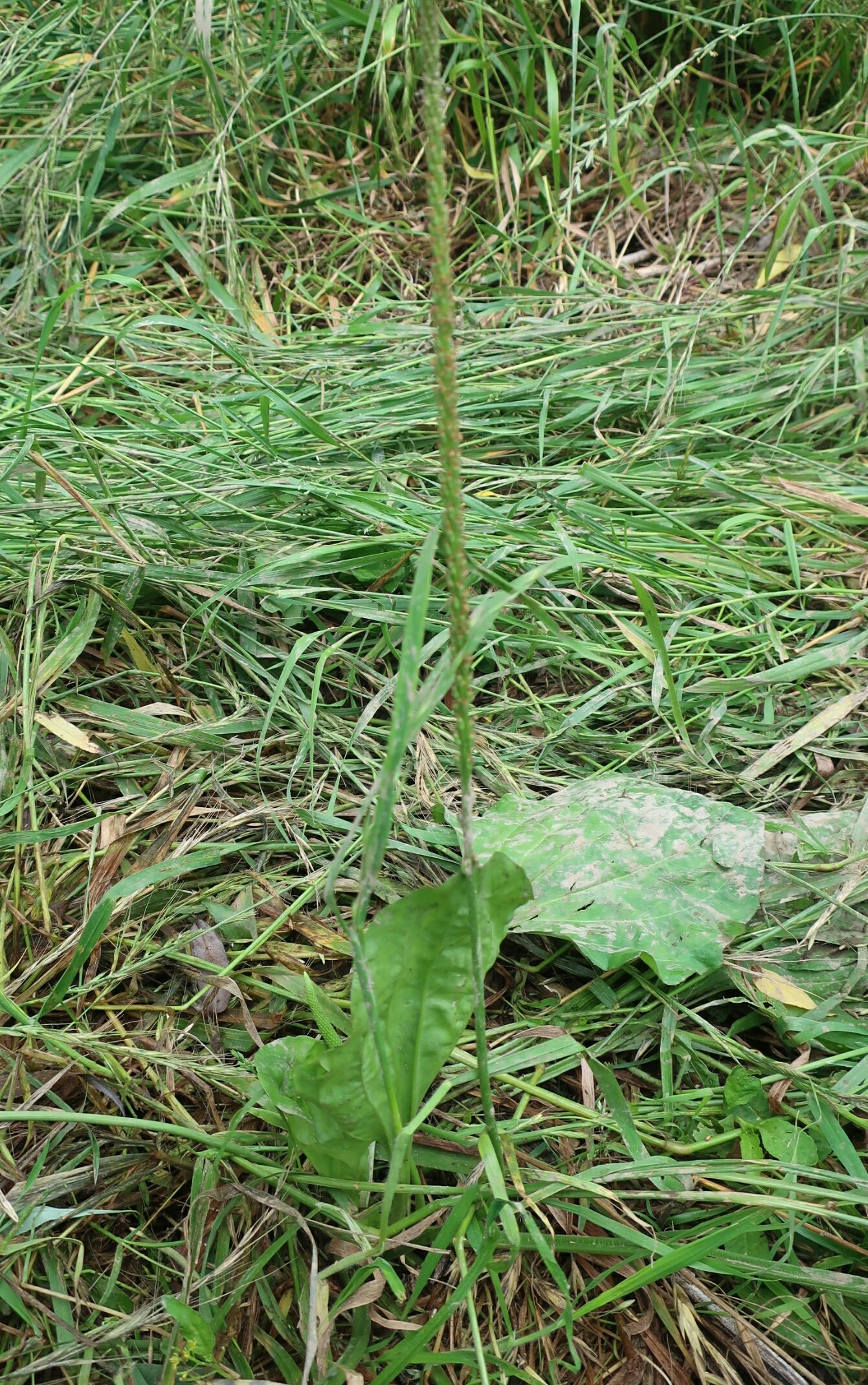 のん 365日野草生活 多摩川野草会代表 利根川野草 トウオオバコ 越えの葉に こ これはー と興奮 ともかくでかい 花序は40 以上あるものも 図鑑で見たことがあるトウオオバコだと思う ツボミオオバコ ヘラオオバコ エダウチヘラ
