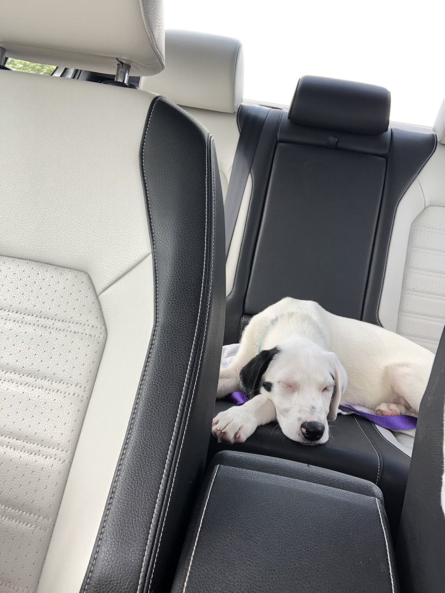 tbrad98's tweet photo. He’s tired after a long day of not listening (but how can you stay mad at that little puppy face) https://t.co/VocY7pMnNs