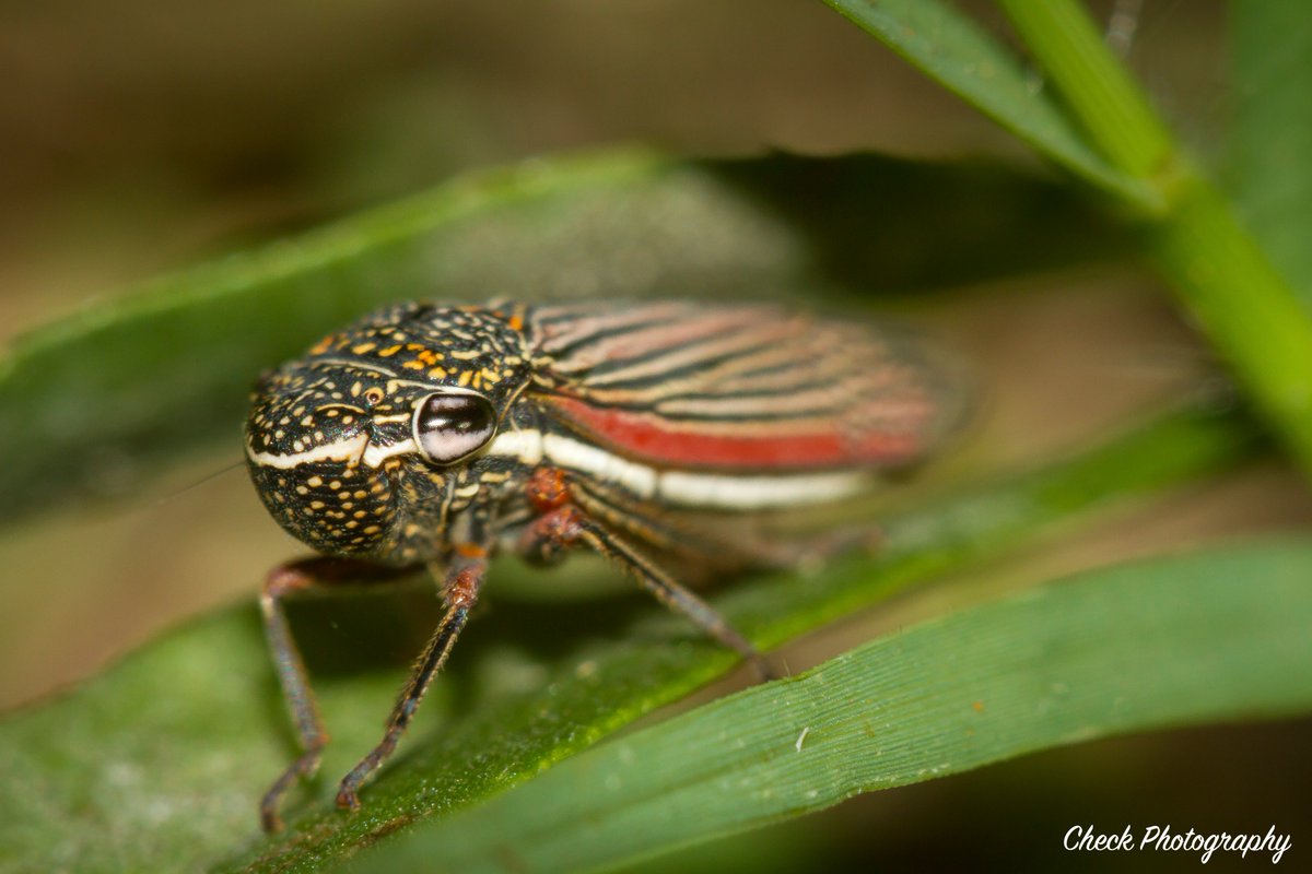CheckPhotograph's tweet photo. Happy Monday Bugday! #checkphotography #mondaybugday #monday #canon #macro #macrophotography #macrophoto #macrobellows #closeup #photography #nature #naturephotography #insect #insects #bug #adorable #bugs #beautiful #critter #work #awesome #leaf #hopper #leafhopper #little #June https://t.co/fT0gMYzuFl