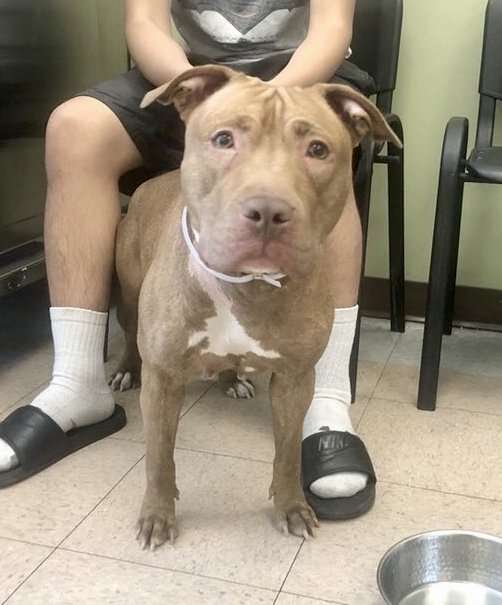 KeithOlbermann's tweet image. LIZ IS MARKED FOR DEATH TOMORROW. There is no question she needs a Rescue and a lot of work. She wants to play; she’s also too aggressive with dogs and people. Her slim chances rest with our pledges via @chortletown to find that Rescue. ID #64754 PLEASE RT newhope.shelterbuddy.com/Animal/Profile…