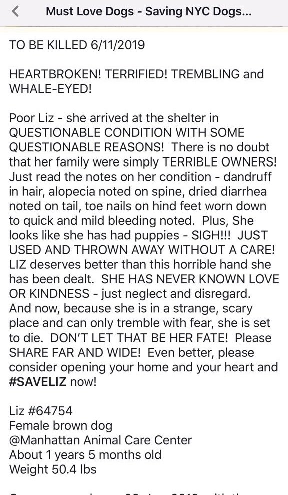 KeithOlbermann's tweet image. LIZ IS MARKED FOR DEATH TOMORROW. There is no question she needs a Rescue and a lot of work. She wants to play; she’s also too aggressive with dogs and people. Her slim chances rest with our pledges via @chortletown to find that Rescue. ID #64754 PLEASE RT newhope.shelterbuddy.com/Animal/Profile…