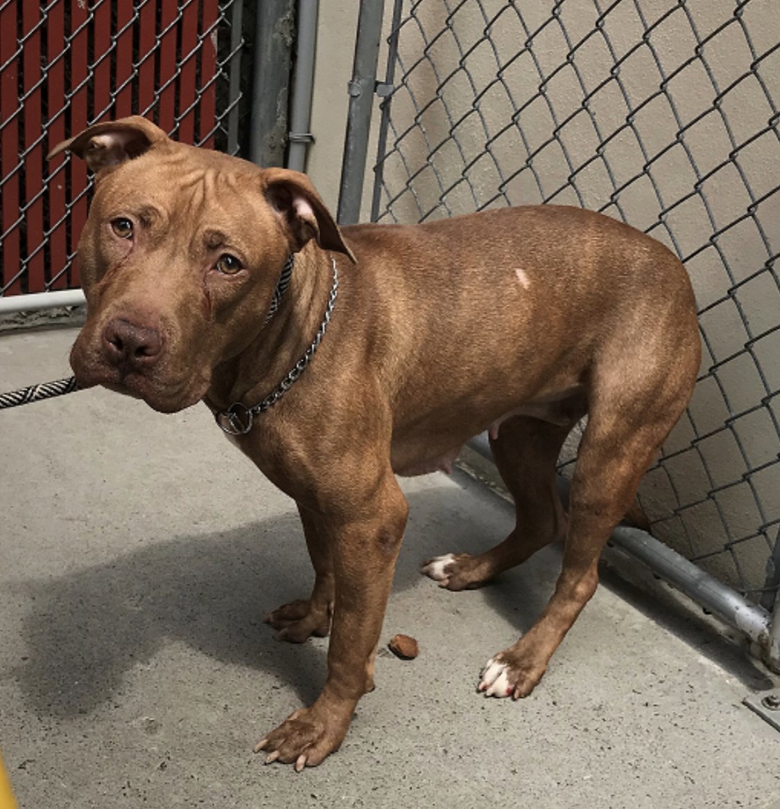 KeithOlbermann's tweet image. LIZ IS MARKED FOR DEATH TOMORROW. There is no question she needs a Rescue and a lot of work. She wants to play; she’s also too aggressive with dogs and people. Her slim chances rest with our pledges via @chortletown to find that Rescue. ID #64754 PLEASE RT newhope.shelterbuddy.com/Animal/Profile…