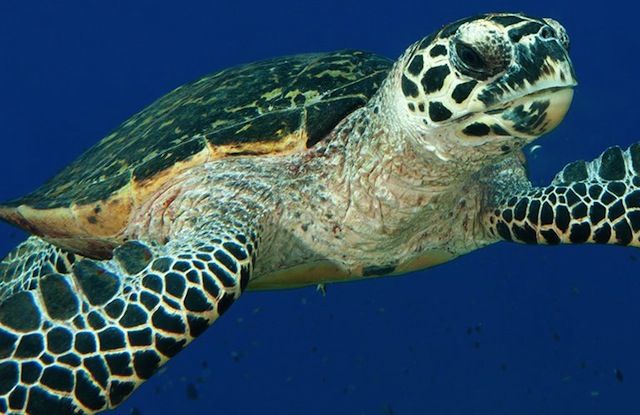g_tortuguero_ca's tweet photo. Muy felices y orgullosos de ser parte de este proyecto de conservación de las tortugas carey del pacifico oriental junto con personas y grupos fantasticos!
https://t.co/phbIdQg2xU
#ICAPO #TortugasCareys #CreandoRedes #Tortugueros #UnidosPorLasTortugas #EspeciesEnPeligro https://t.co/UYGNgmCDGN