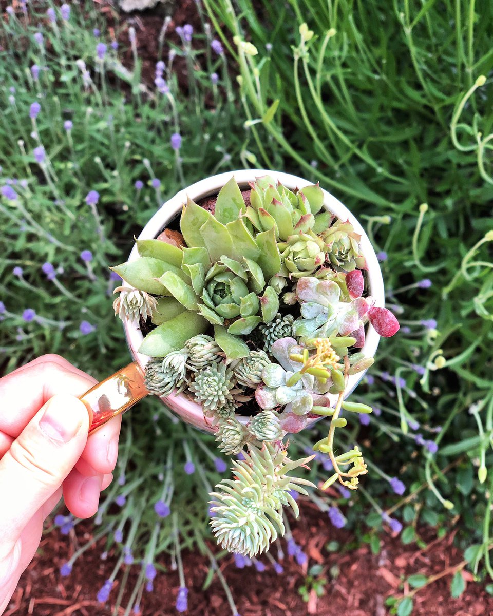 ActumRealty's tweet photo. ☕️ My favorite afternoon tea in the garden. 
#happymonday 
#pnw #pnwgardening #seattlegarden #garden #teatime #teatimeinthegarden #succulents #seattlesucculents #seattleurbansketchers #seattleblog #seattleoutdoors #seattlesummer #seattlerealestate #houseplants #aliceinwonderland https://t.co/gG98LZ5wJT
