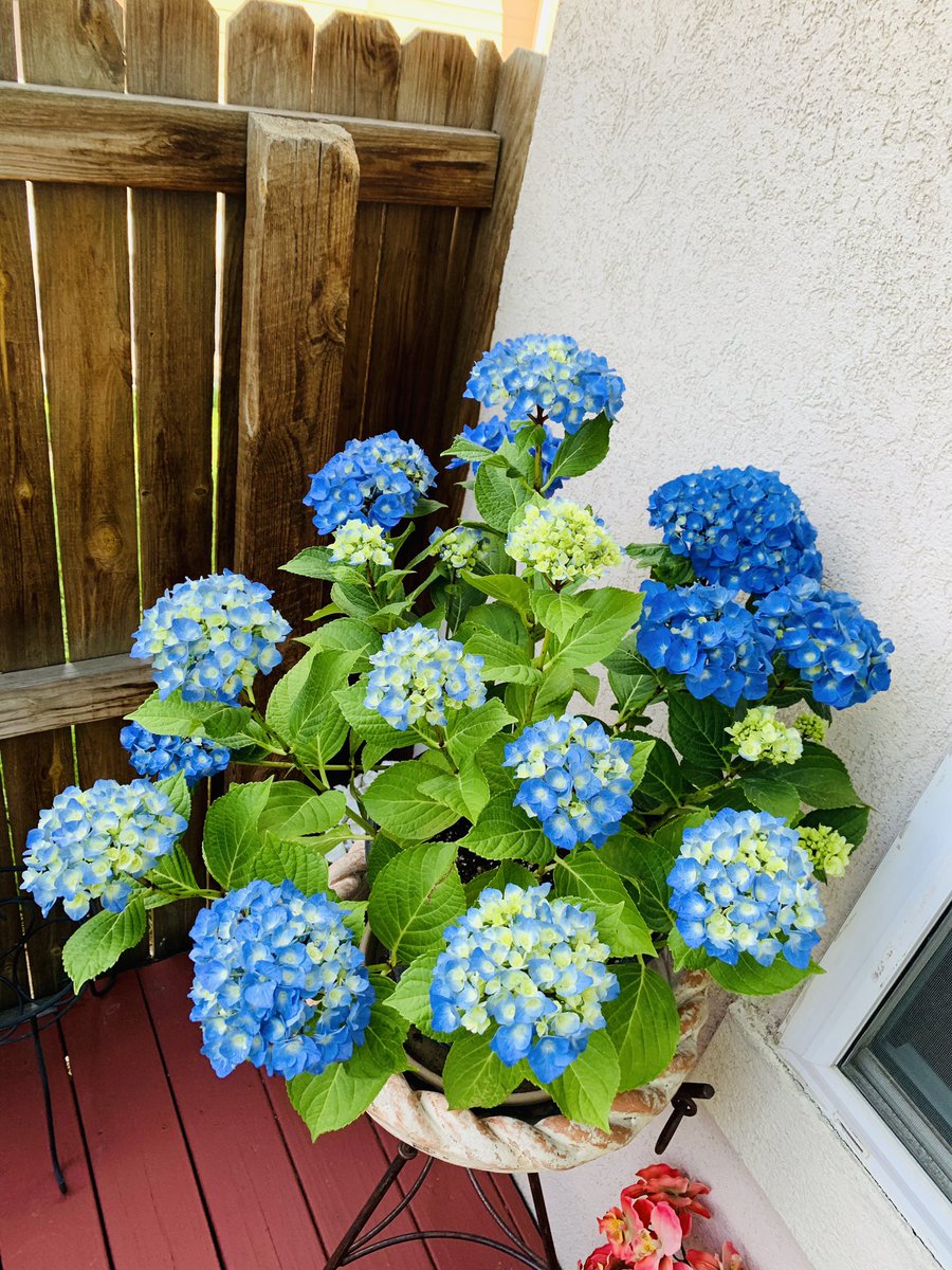 lydianne79's tweet photo. While I was at #OgdenUncon these beauties bloomed which I dedicate to my newly found friends and partnas in crime @ZMcGowanFanClub @barb_baran8 @katydowning0 @FlintsFolly @austinsangel2 @ShippingDragons #ZachsCrew 💙💙💙💙💙💙💙 https://t.co/6ko0PJt0Vs