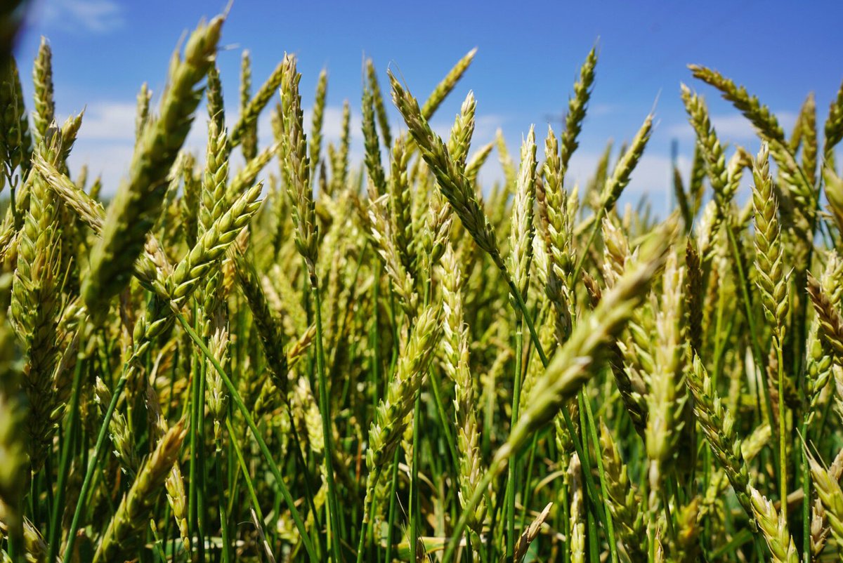 sorghumseed's tweet image. Deliver Awnless Hard Red Winter Wheat has a very strong foliar disease resistance package. It is resistant to current races of leaf rust, stripe rust, powdery mildew, and resistant to soil-borne mosaic virus. #winterwheat