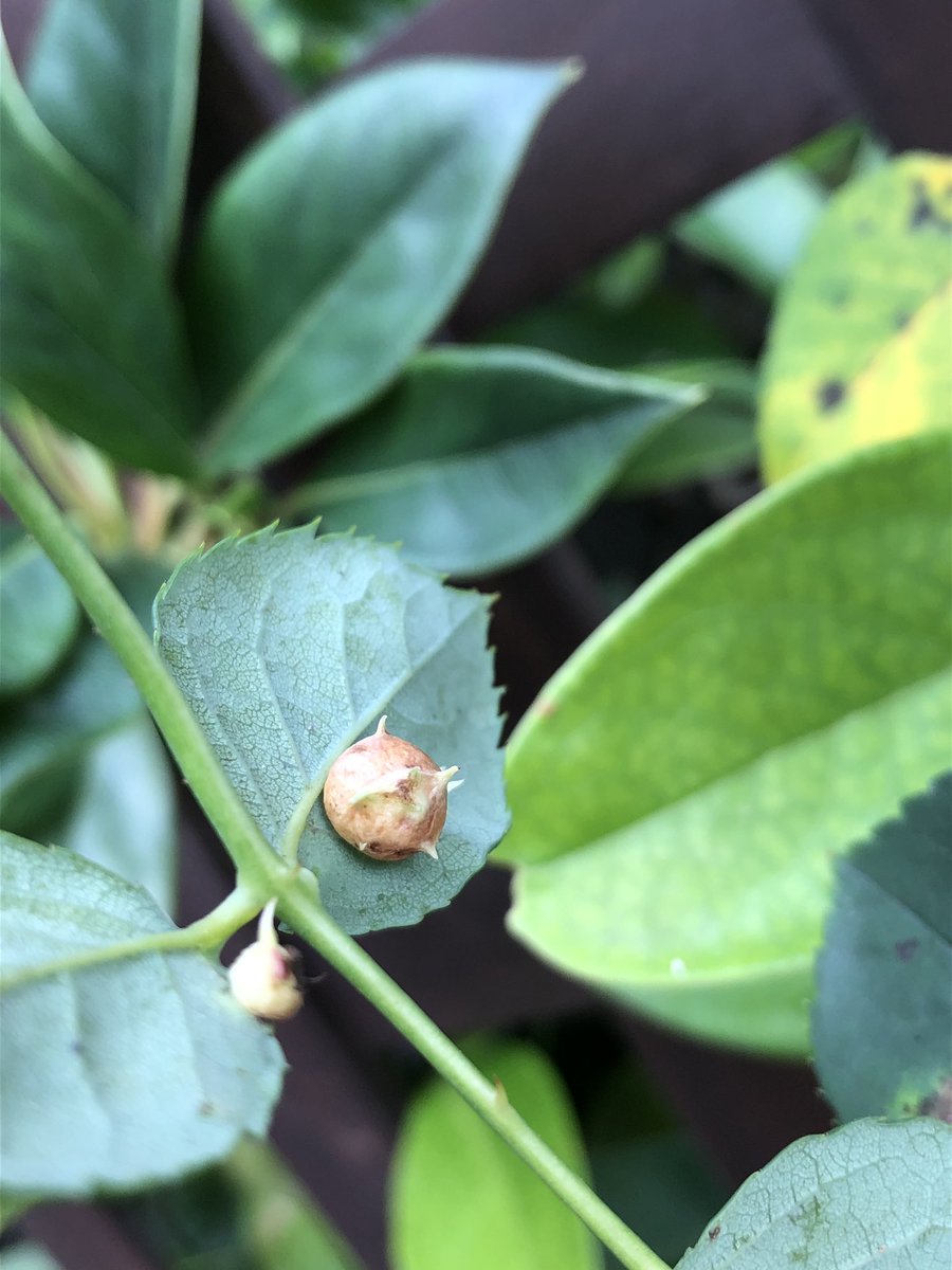 バラハタマフシ Traola Twitterren