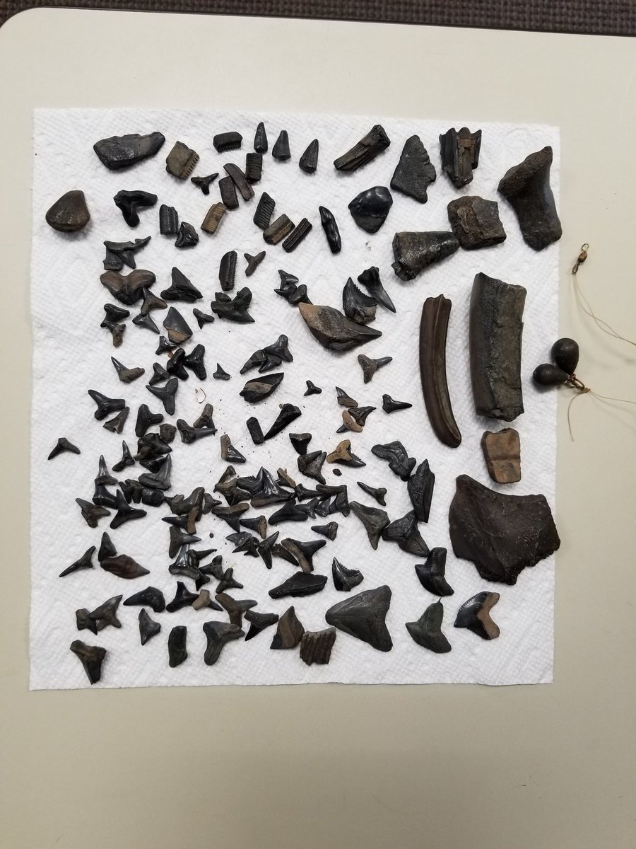 workmansbooks's tweet photo. Went fossil hunting on the Peace River Saturday with a good buddy of mine. I got to hunt for maybe 3 hrs before the weather turned bad. I made some great finds and had a lot of fun #fossils #treasure #shark https://t.co/PcIIOjv9R7