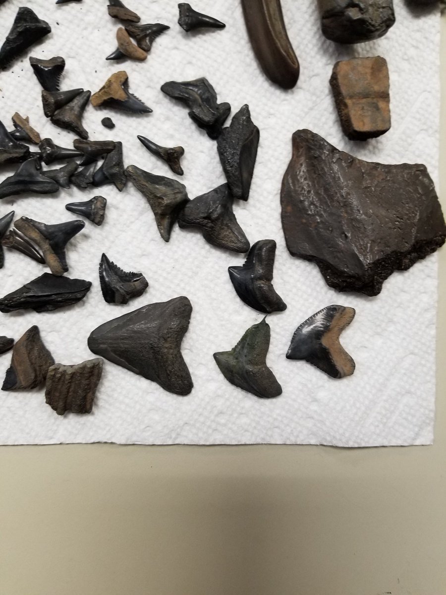 workmansbooks's tweet photo. Went fossil hunting on the Peace River Saturday with a good buddy of mine. I got to hunt for maybe 3 hrs before the weather turned bad. I made some great finds and had a lot of fun #fossils #treasure #shark https://t.co/PcIIOjv9R7