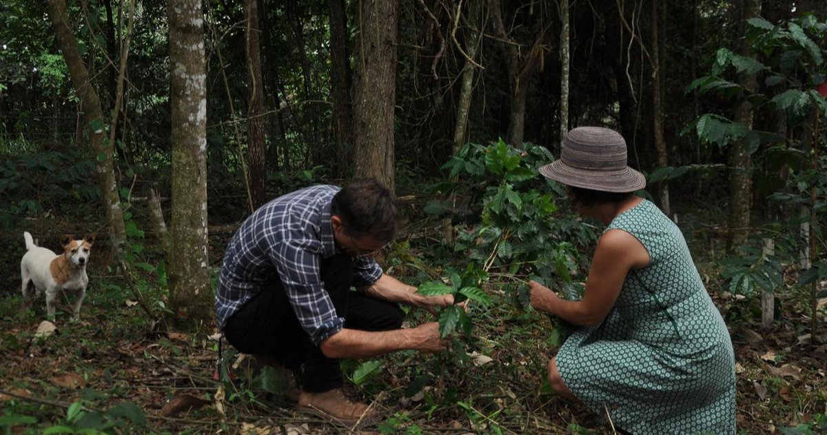 Atlas_Coffee's tweet photo. We partner with our friends at SanCoffee and their neighbors to source single-varietal micro-lots from Brazil that are hand-harvested and sun-dried.  Connect with us for more info on Fazenda Cachoeira, owners picture here, and other micro-lots. https://t.co/rXcHNSC7vM