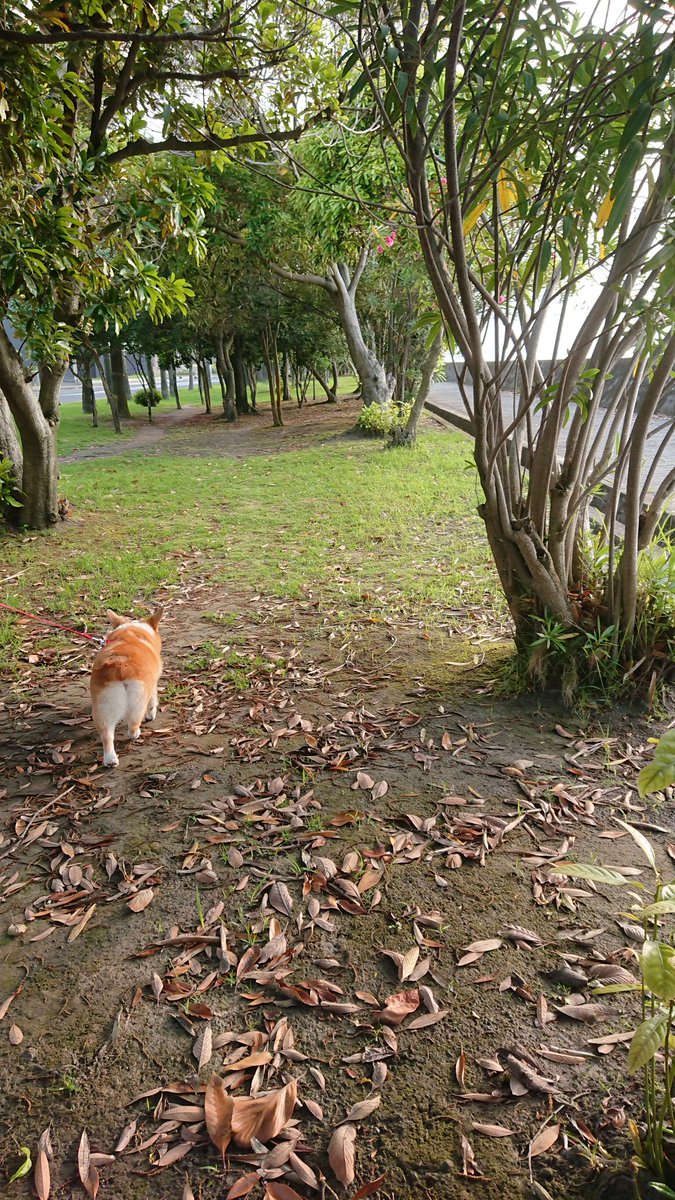 0KajaMDCezIECWX's tweet photo. 今の季節の
朝の散歩は格別気持ちいい🎶
最高だね〜💞 https://t.co/gt3QLdSYoQ