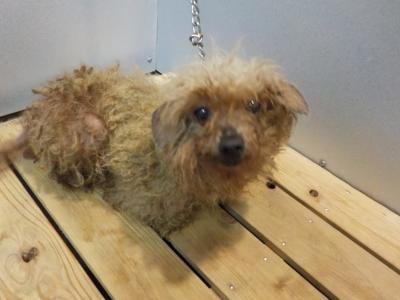 トイプードル雑種犬