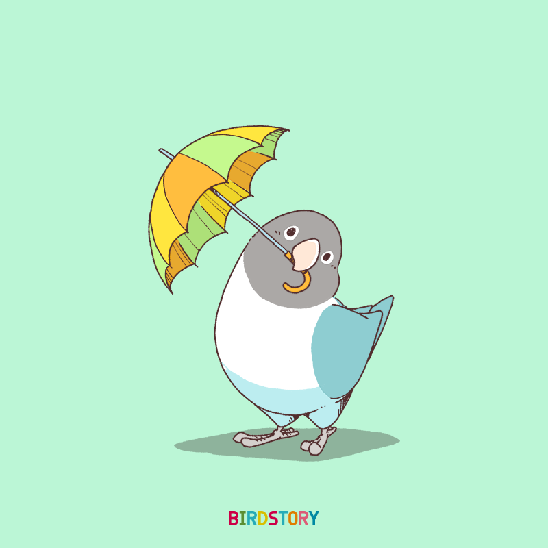 تويتر Birdstory على تويتر おはようございます 本日は6月11日 この日が雑節の1つ 入梅になることが多いことから 傘の日との事です Birdstory 傘の日 ボタンインコ T Co Syjkod7xdg