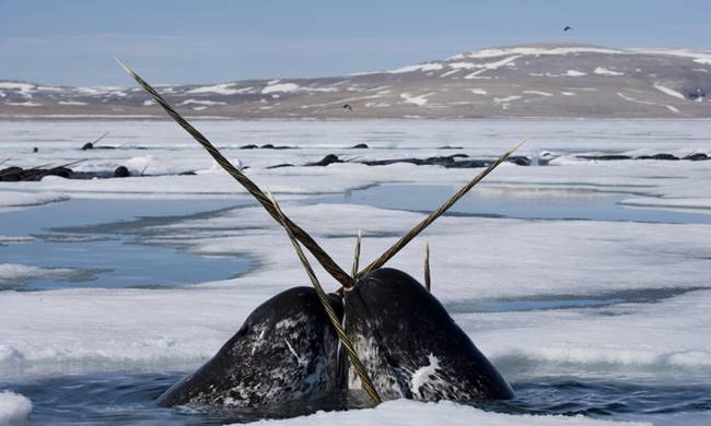 SaraUpdate's tweet image. นาร์วาล มีงาที่ยาวเป็นเกลียวยื่นออกมาจากศีรษะ งาคือฟันที่ยื่นออกมาจากกรามข้างซ้าย
...
วาฬชนิดนี้อาศัยแถบขั้วโลกเหนือแถวแคนาดา นอร์เวย์ รัสเซีย
...
โตเต็มที่มีน้ำหนักเกือบ 2 ตัน ยาวได้ 5 เมตร ดำน้ำได้ลึก ชอบรวมกันเป็นกลุ่ม
...
วาฬนาร์วาล ได้รับฉายาว่าเป็น..
"ยูนิคอร์นแห่งท้องทะเล"